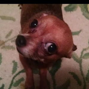 Meet your Posher, Denise